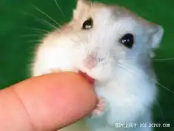 叫你爱不释手,超级可爱动物大集合组图