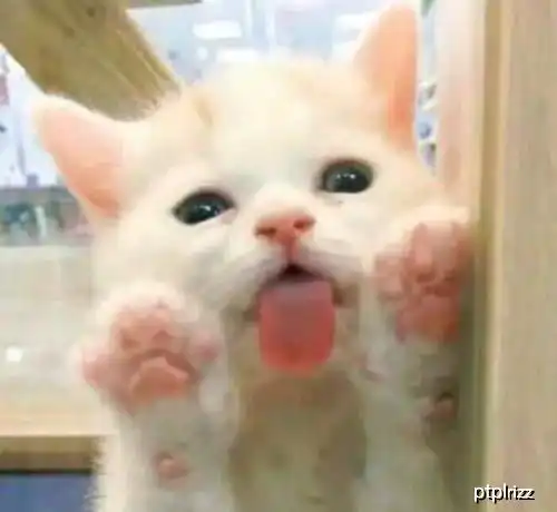 舔你,不只因为爱而已,猫咪舔你,原因可没有那么简单